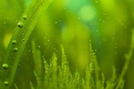 Combat Algae Growth In New Aquarium